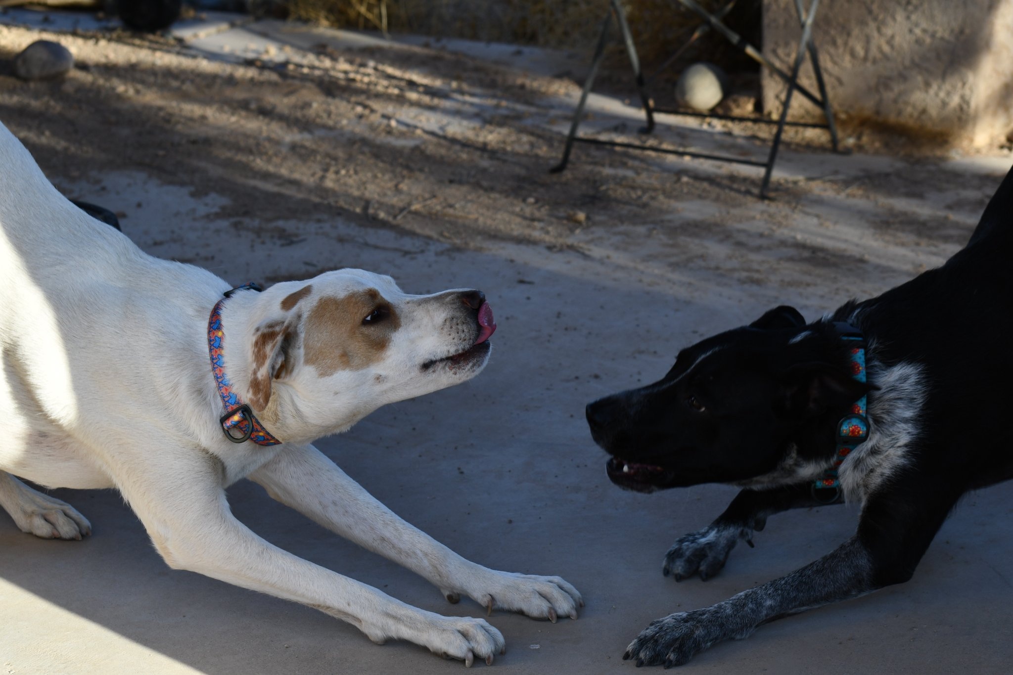 two dogs are play bowing at each other